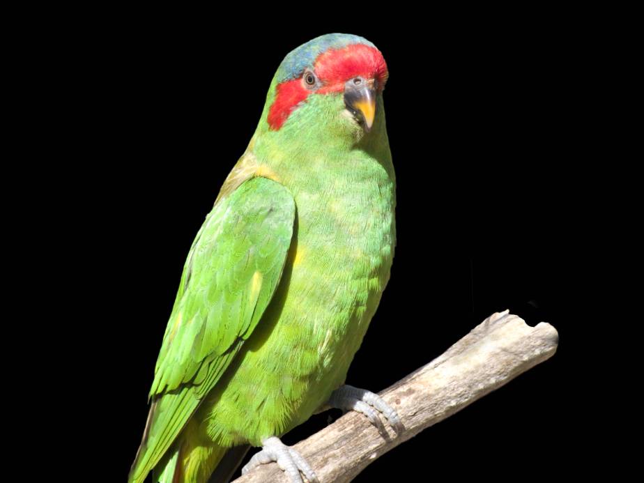 Musk Lorikeet side view