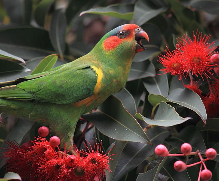Musk Lorikeet