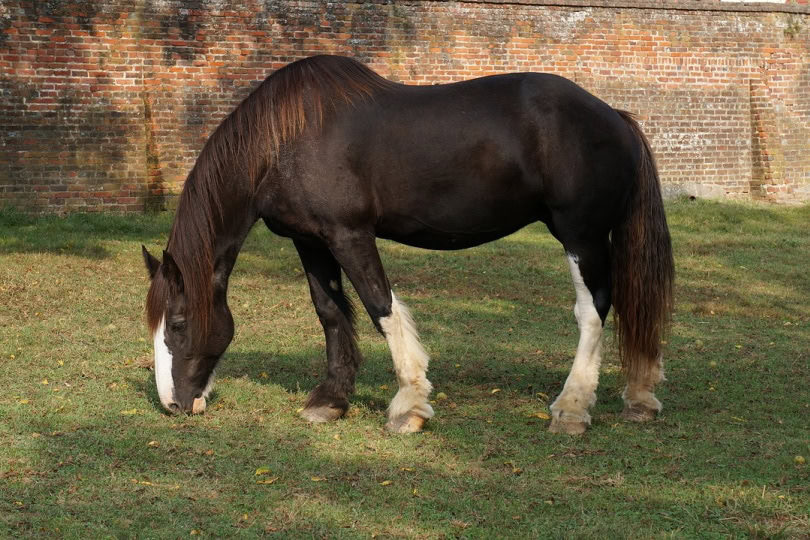 Mustang eating grass