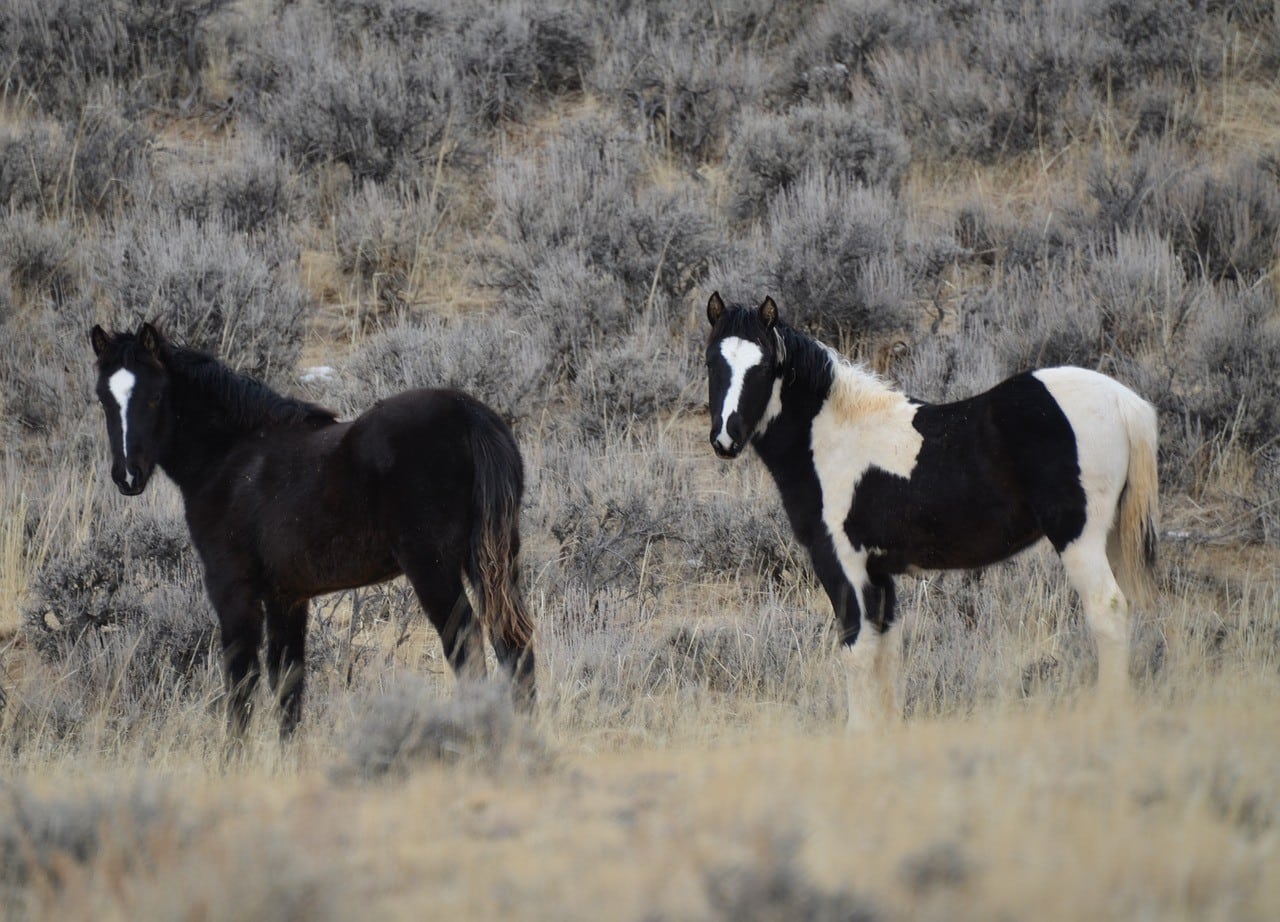 Mustang horses