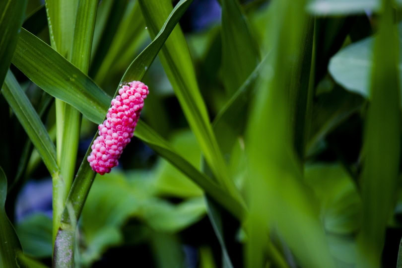 Mystery snail egg_Piqsels