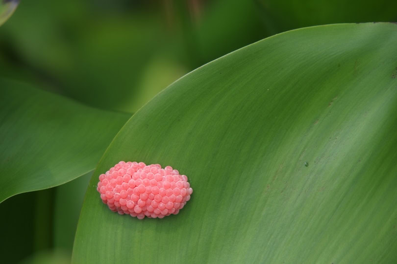 Mystery snail eggs_Pixabay