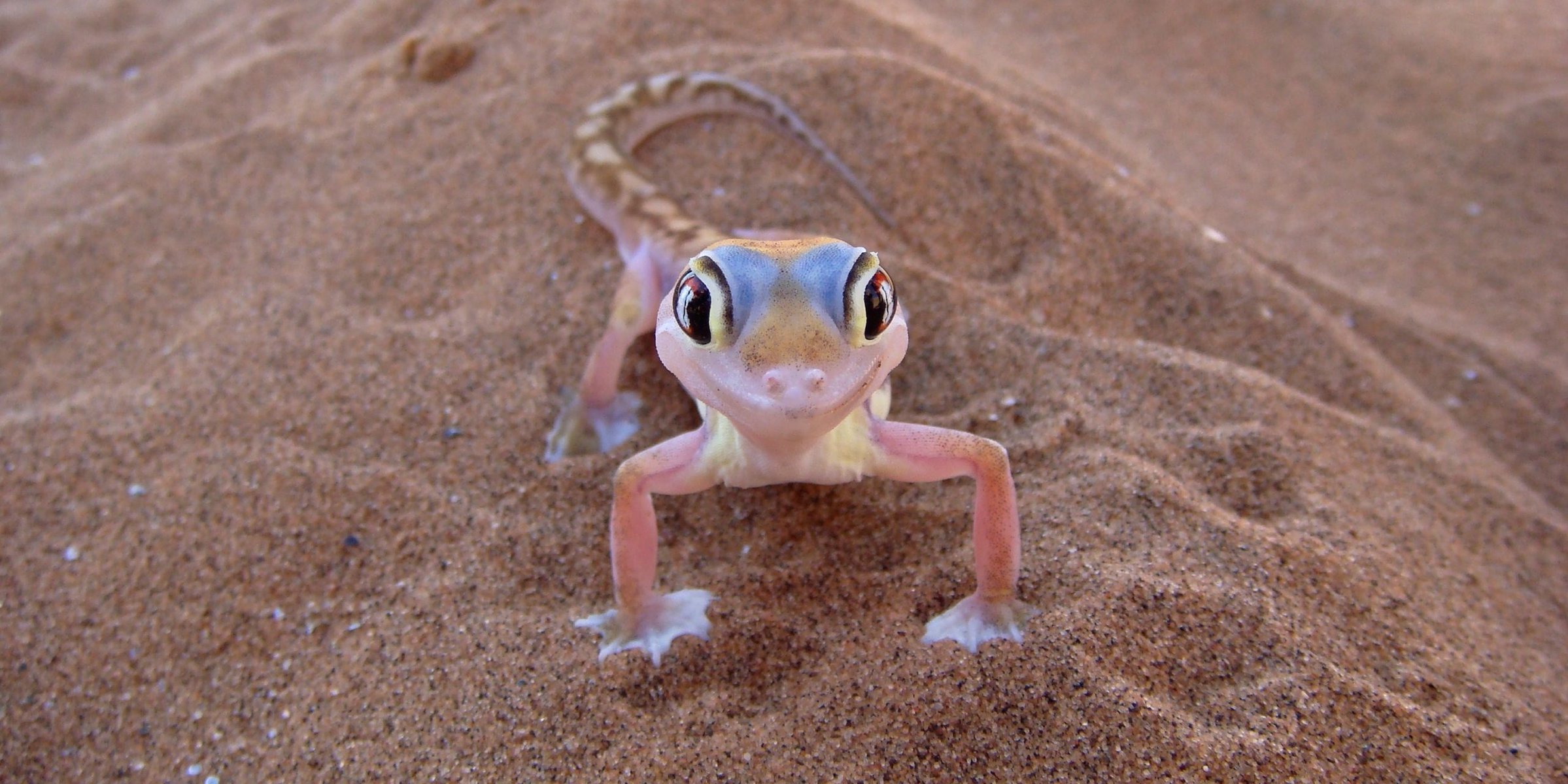 Namib Sand Gecko