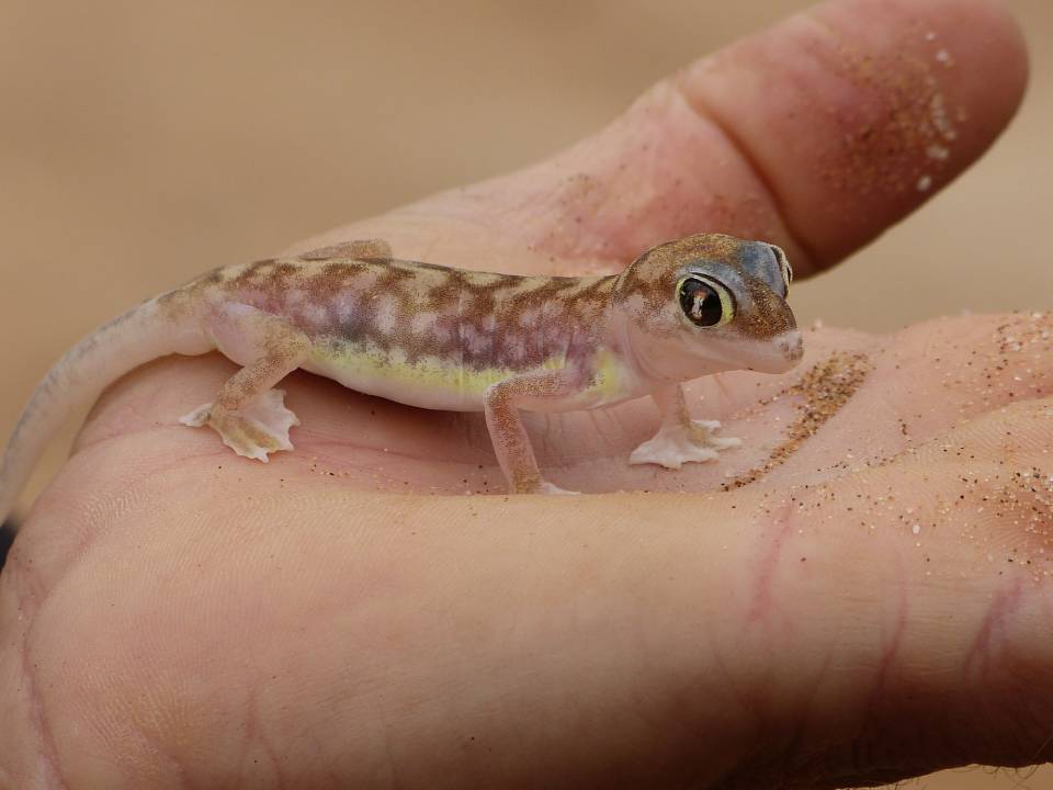 Namib sand geck_Heldge Neven_Shutterstock6