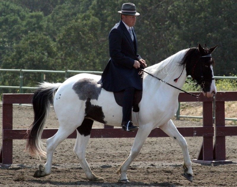 National Spotted Saddle Horse
