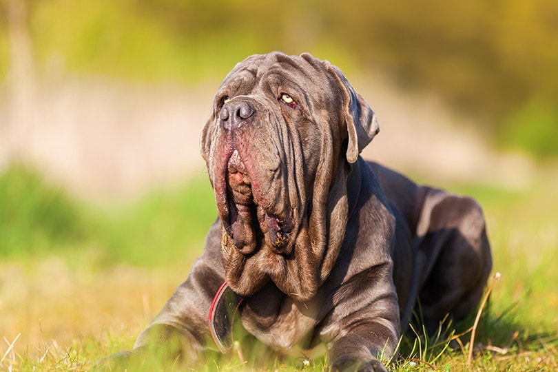 Neapolitan Mastiffs