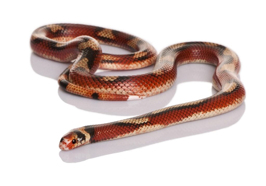 Nelson's Milk snake