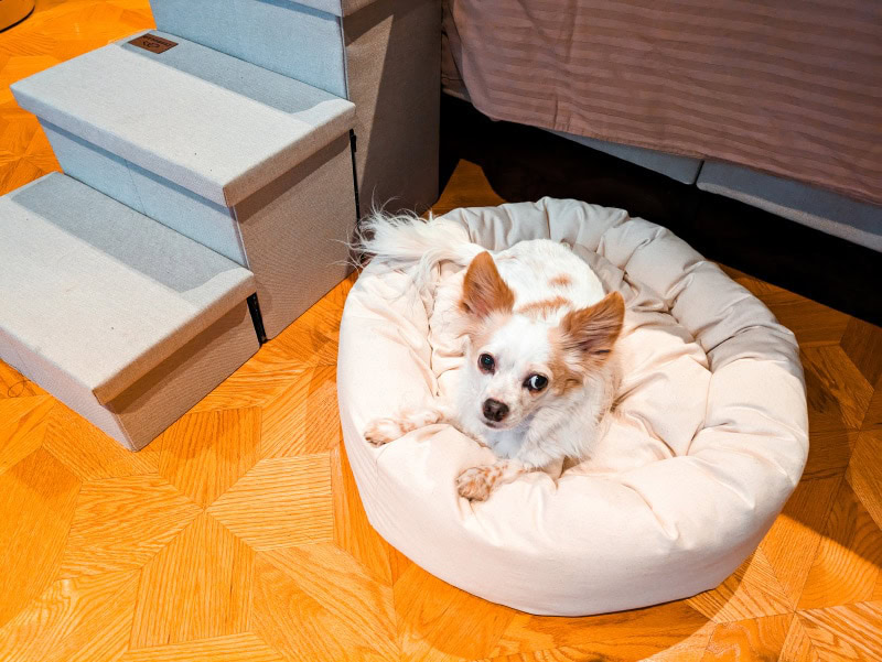 Nest Bedding Dog Bed - lorelei lying on the product in the bedroom