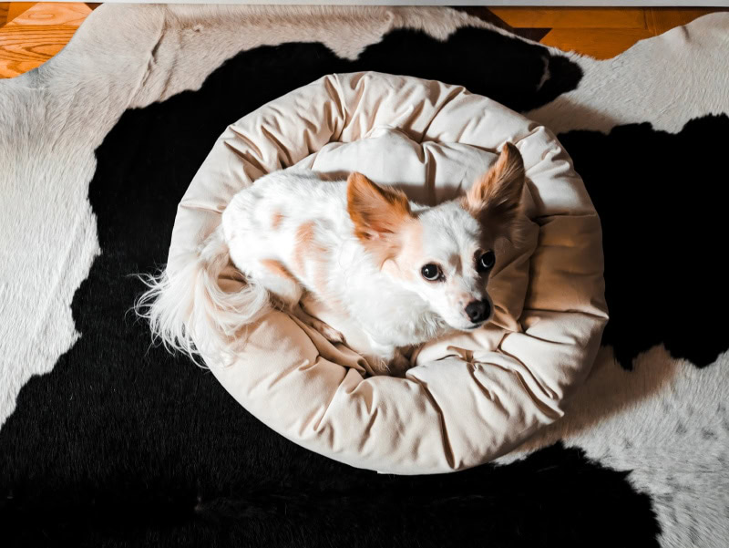 Nest Bedding Dog Bed - lorelei on the product
