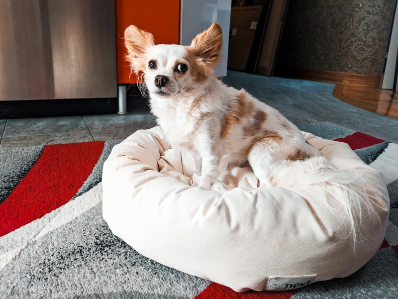 Nest Bedding Dog Bed - lorelei sitting on the product