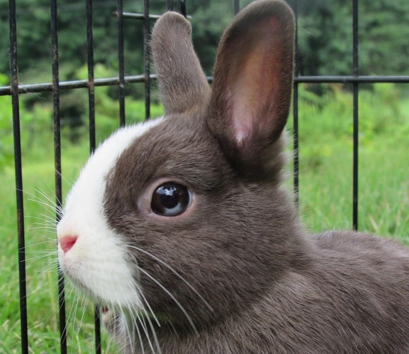 Netherland Dwarf