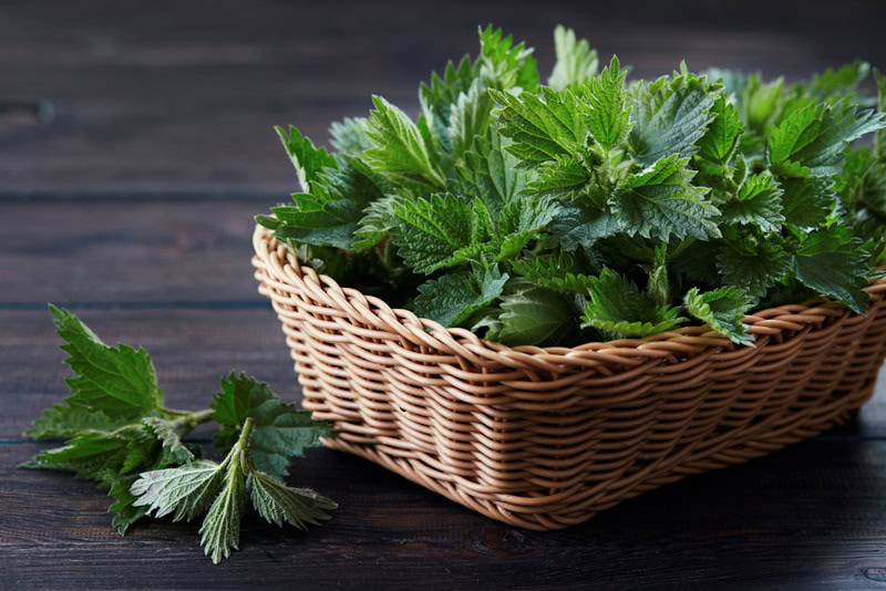 Nettles in a wicker basket