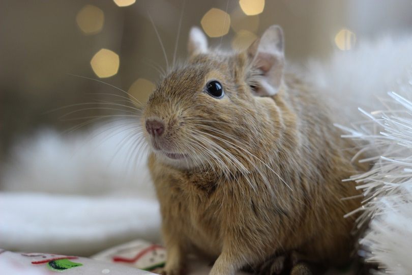 New Years degu_Kavaleuskaya Aksana_shutterstock