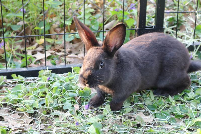 New Zealand Rabbit in pen