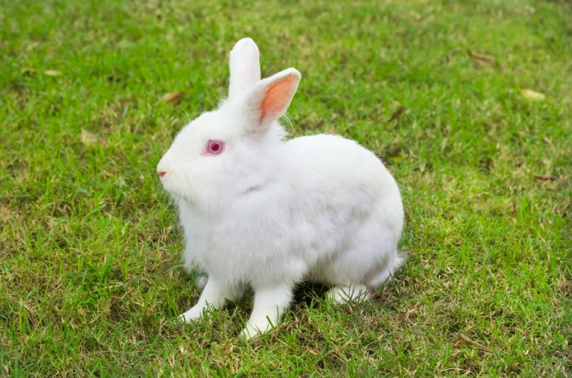 New Zealand rabbit sitting in the grass