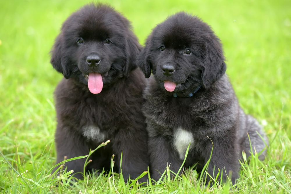 Newfoundland puppies