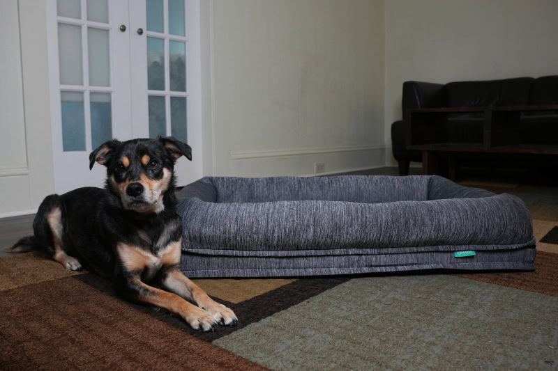 Newton Baby Washable and Orthopedic Pet Bed - elo lying next to the product