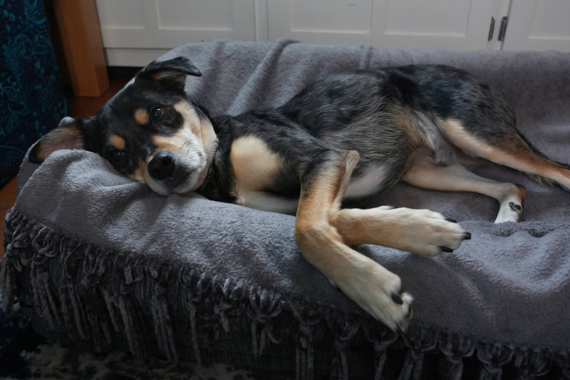 Newton Baby Washable and Orthopedic Pet Bed - elo lying on the dog bed with blanket