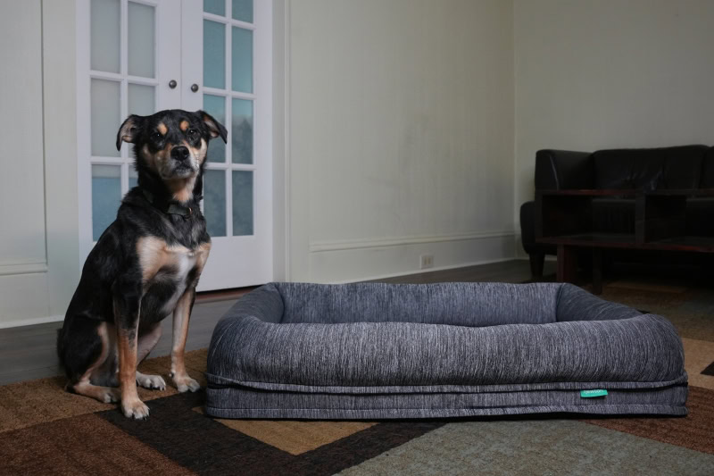 Newton Baby Washable and Orthopedic Pet Bed - elo sitting next to the product