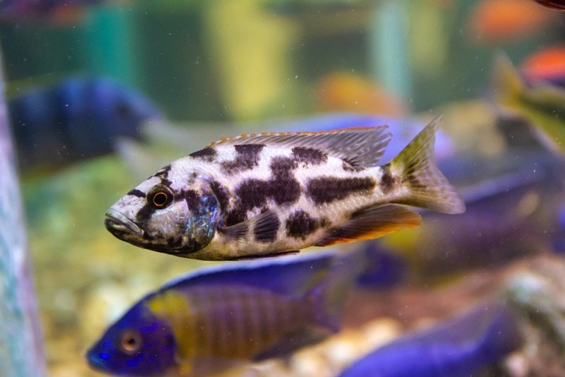 Nimbochromis livingstonii native cichlid_chonlasub woravichan_shutterstock