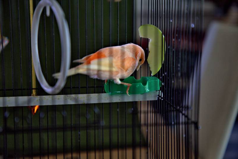 Non intense red factor canary bird