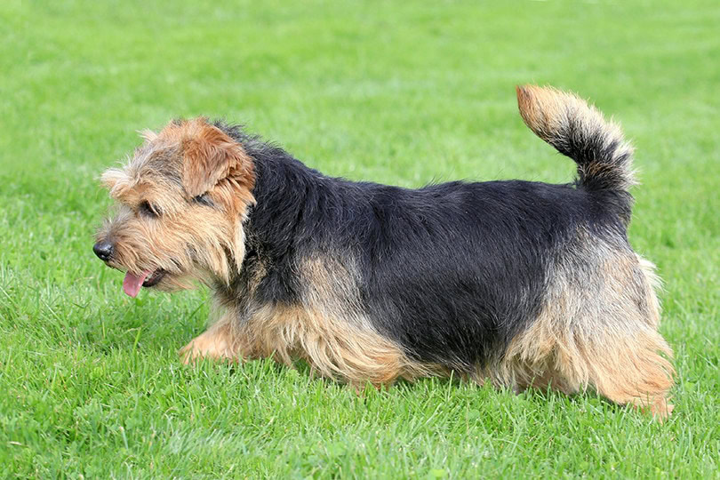 Norfolk Terriers