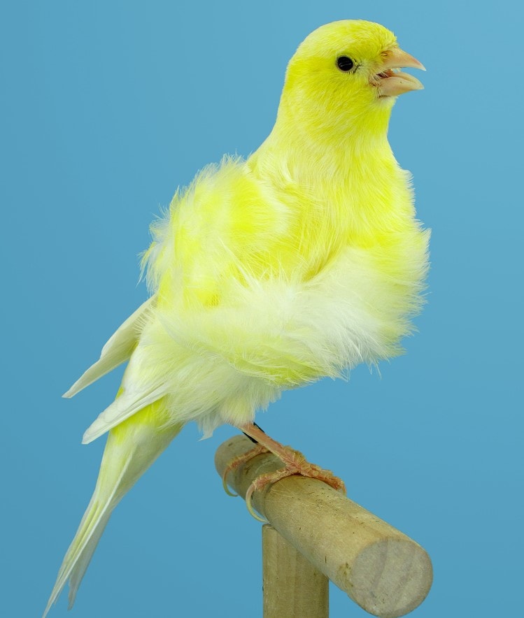 Northern Dutch frilled canary bird
