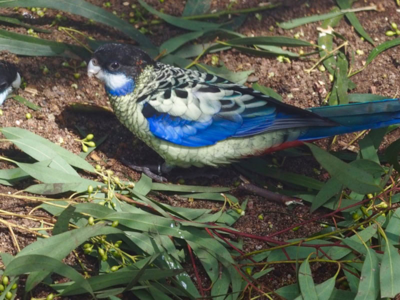 Northern Rosella on the ground