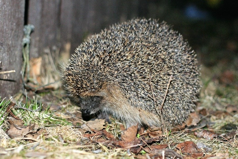 Northern White-Breasted Hedgehog