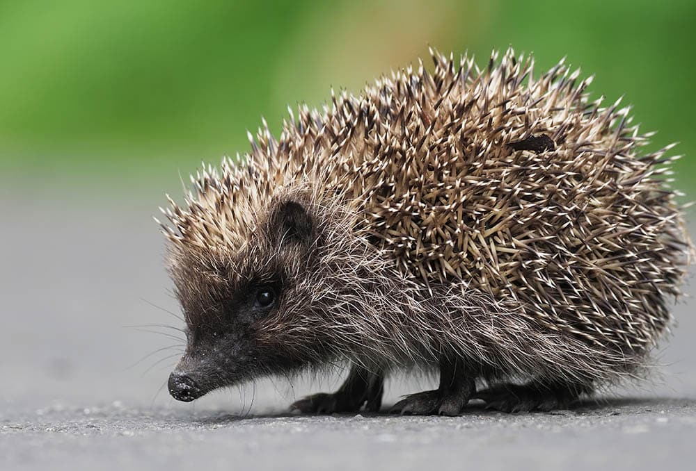 northern white-breasted hedgehog