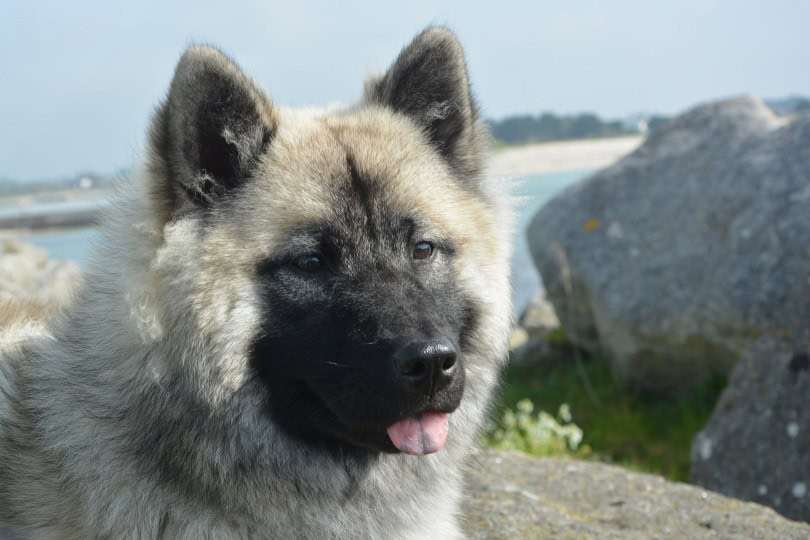 Norwegian Elkhound_Piqsels   