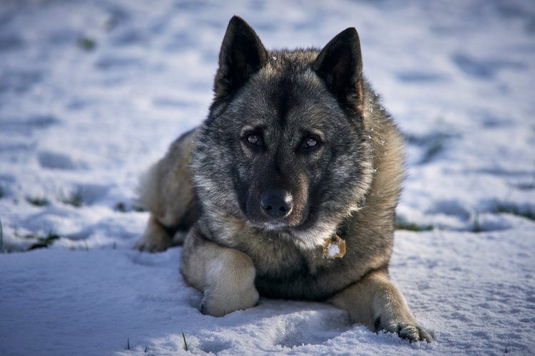 Norwegian Elkhound_Shutterstock_Maxim_ka