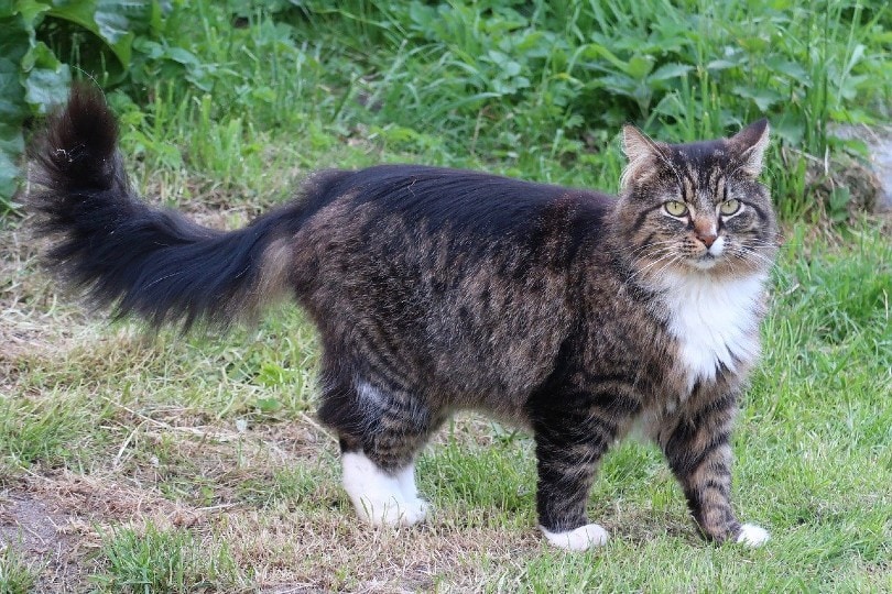 Norwegian Forest Cat