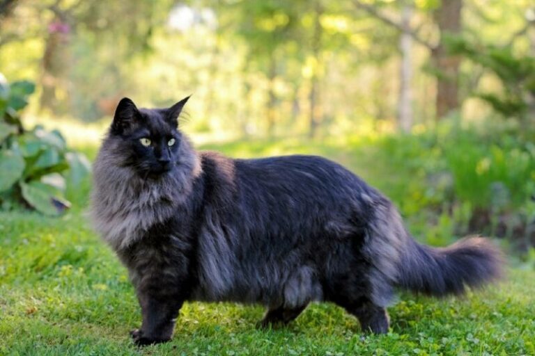 10 Rarest Cat Breeds You'll Want to See (With Info & Pictures) | The ...
