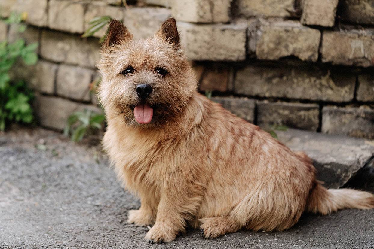 Norwich Terrier
