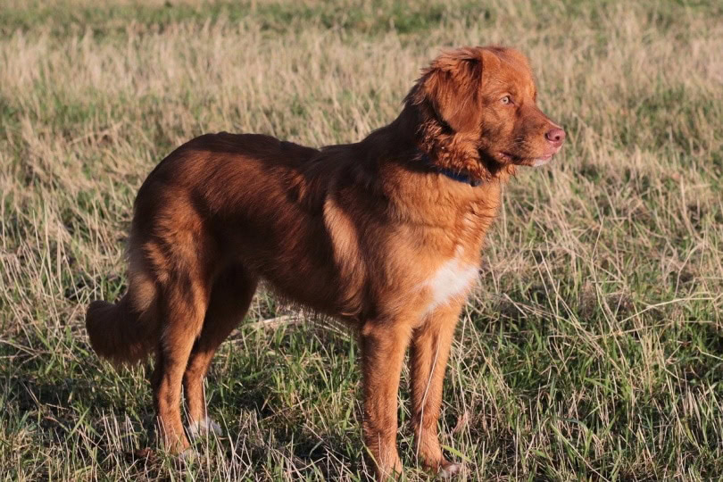 Nova Scotia Duck Tolling Retriever