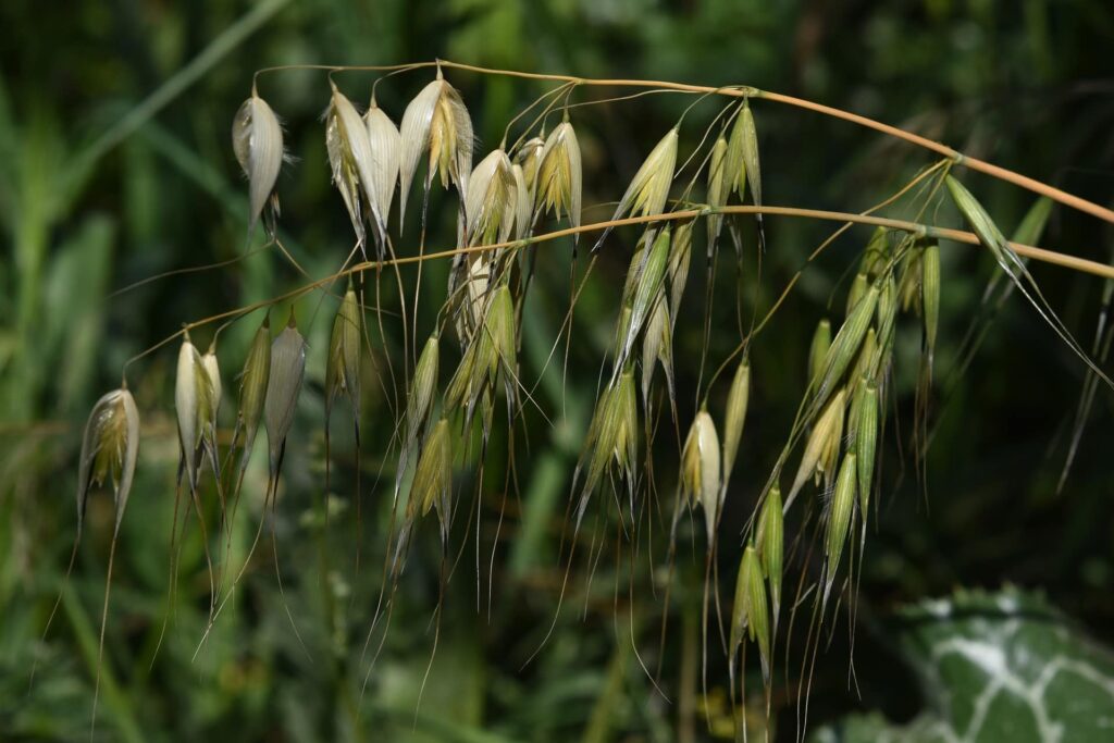 Oat Grass