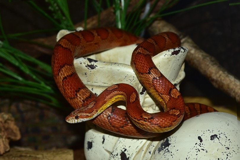 Okeetee Corn Snake in tank