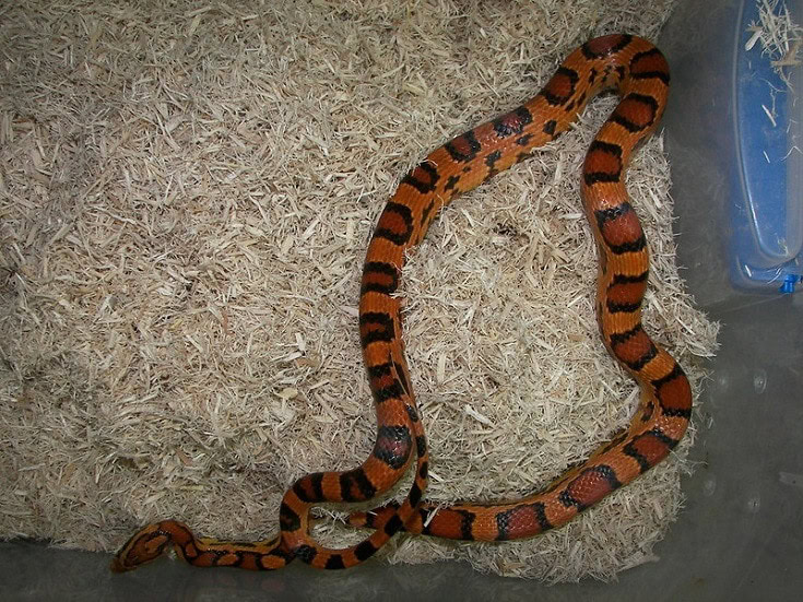 Okeetee Corn Snake