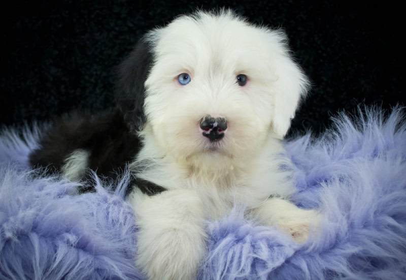 Old English Sheepdog puppy