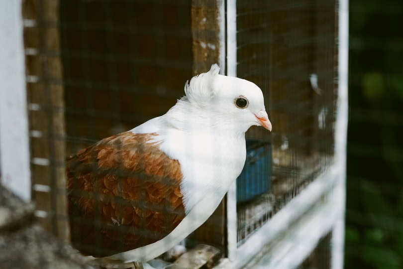 Old German owl pigeon in a cage