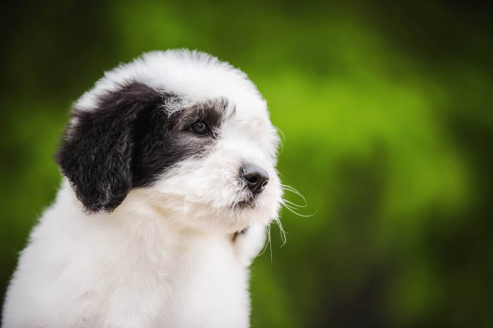 Old english sheepdog puppy