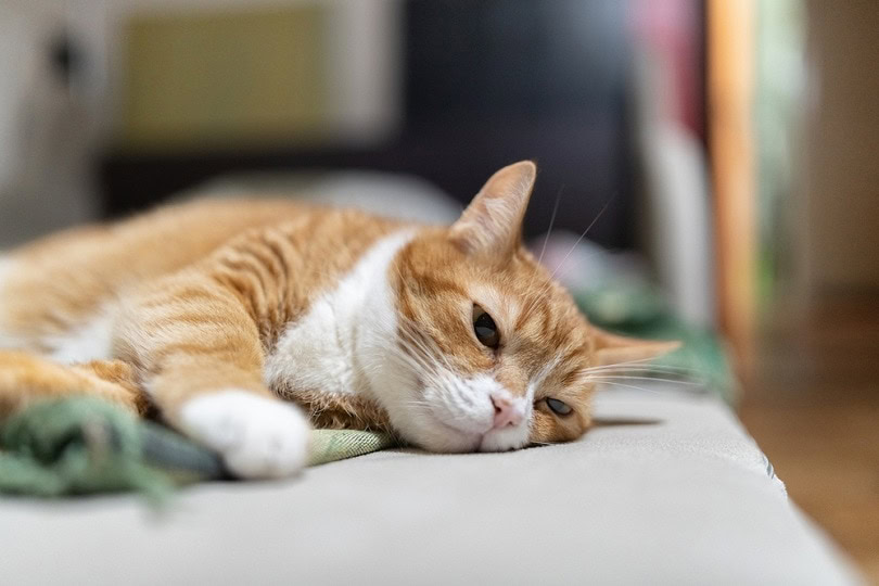 Old ginger cat resting on couch