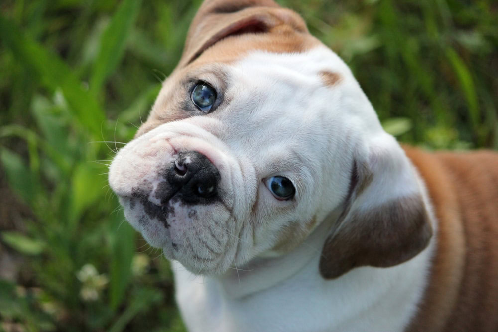 Olde English Bulldogge puppy tilting head