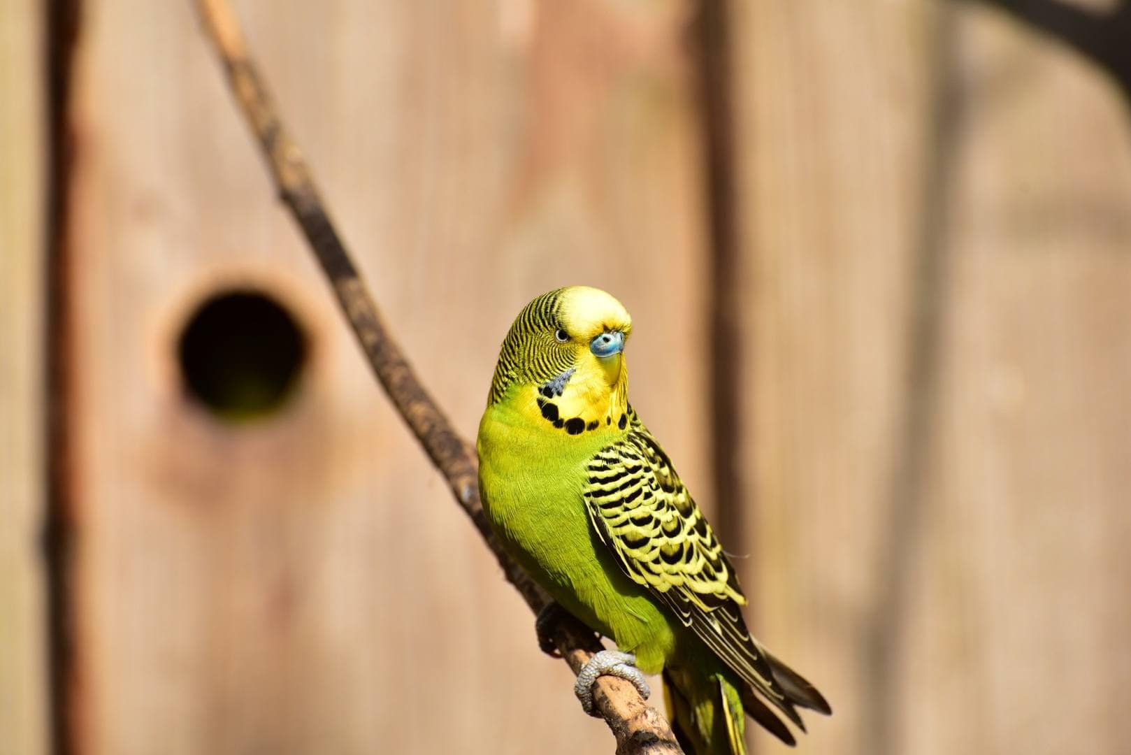 Olive Budgie