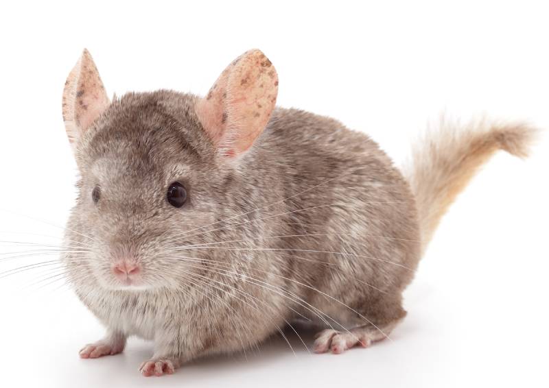 One brown chinchilla isolated on white background