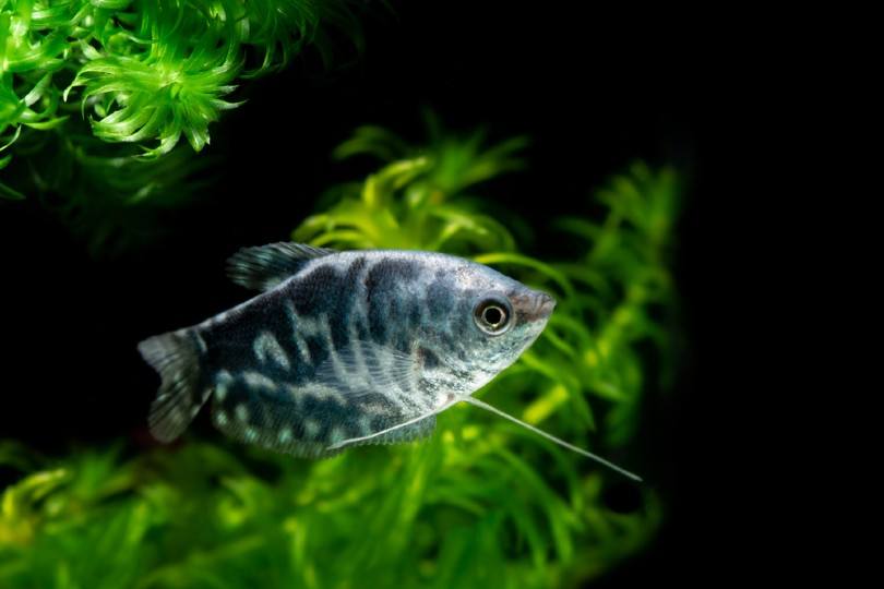 Opaline Gourami