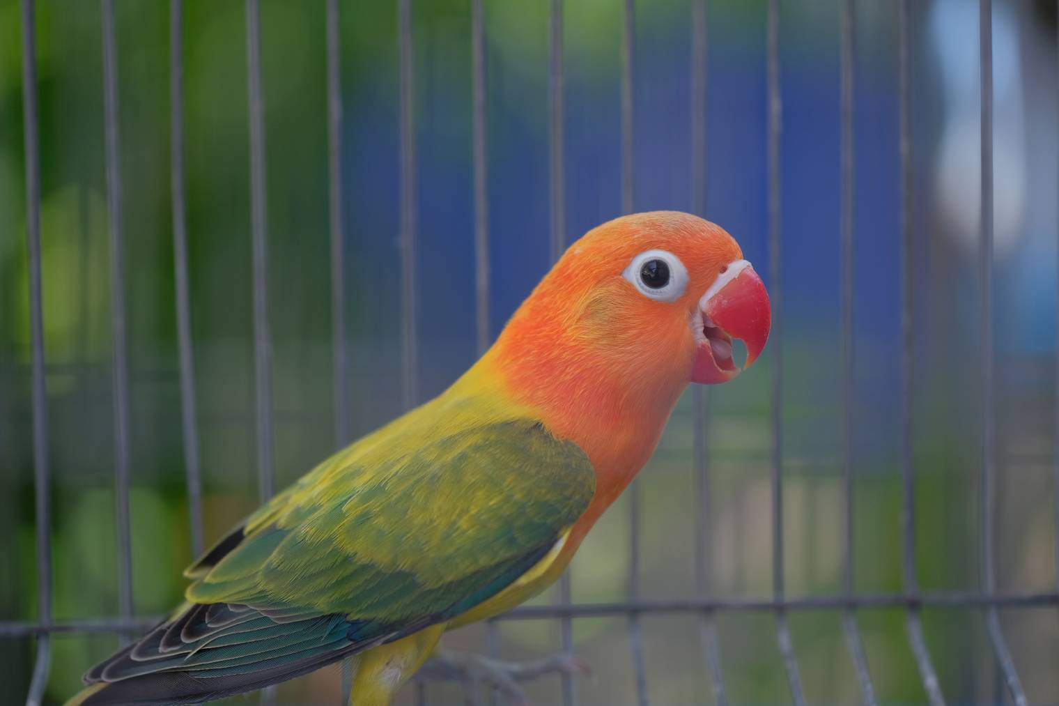 Opaline Lovebird side view_