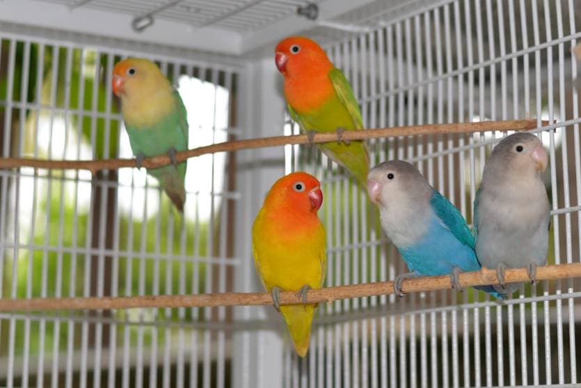 Opaline Lovebird