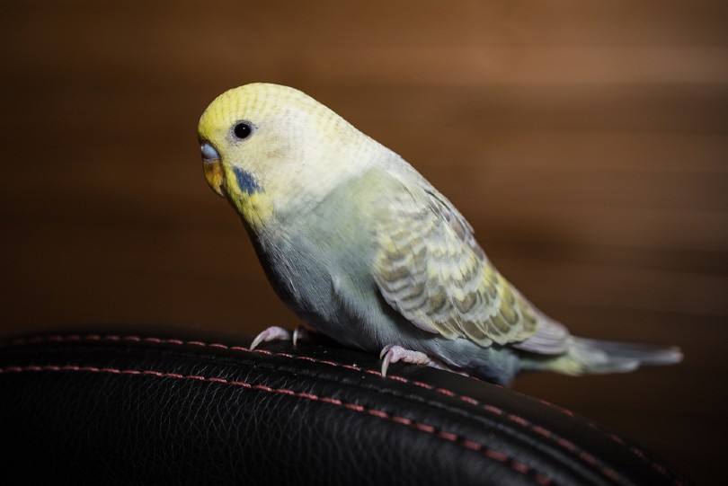 Opaline Parakeet